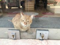 2 Gündür Mağazada Mahsur Kalan Kedi Kurtarıldı