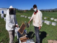 Arıcılar Bayram Mesaisinde