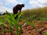 Çiftçilerden Koronaya İnat Üretim