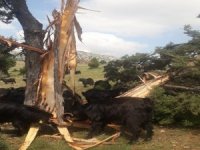 Üzerine Yıldırım Düşen 8 Metrelik Ağaç İkiye Bölündü