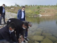 Tavşanlı İlçesinde 9 Köy Göletine Yavru Sazan Balığı Bırakıldı