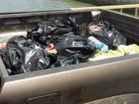 Aydın’dan Çanakkale’ye Gönderilen 328 Kilo Kaçak Domuz Eti Yakalandı