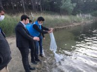 Pazarlar Göletlerine 10 Bin Adet Sazan Balığı Yavrusu Bırakıldı