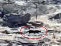 Bodrum’da Jaguara Benzetilen Hayvan Merak Uyandırdı