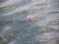 İzmir’de Sokaklar Boş Kaldı, Körfezde Deniz Canlıları Gün Yüzüne Çıktı