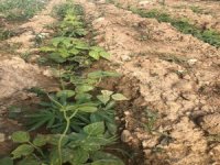 Fasulye Bahçesinde Kenevir Yetiştiren Şahıs Yakalandı