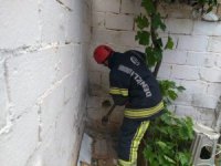 Duvar Arasında Kalan Yavru Kedi İçin İtfaiye Seferber Oldu