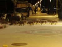 Marmaris’te Domuzlar Sahile İndi, Yiyecek Aradı