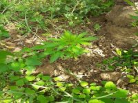 Zeytin Bahçesinde Kenevir Ele Geçirildi