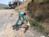 Bayraklı’da Can Dostlar Emin Ellerde