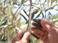 Milas’ta Çiftçilere ‘Zeytin Sineği Ve Halkalı Leke’ Uyarısı