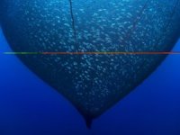 Balığın En Güzel Halini Fotoğraflayanlar Ödüle Kavuştu