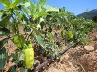 Buca’nın Sebze Tarlalarından 54 Ton Hasat Bekleniyor