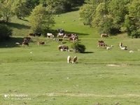 Dumlupınar’da Hayvan Üreticilerini Sevindiren Haber