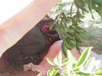 Kuşadası’nda Ağaçtan Düşen Kişi Hayatını Kaybetti