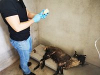 Marmaris’te Çuval İçinde Çöpe Atılan Koç Öldü