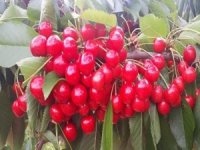 Şaphane Kirazı Toptancıda 2 Tl, Markette 8 Tl 95 Kuruş