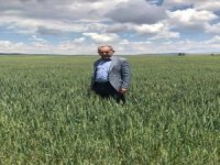 Altıntaş’ta Buğday Üretiminde Böcek Alarmı