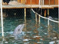 Yunuslara Özgürlük Platformu’ndan Tbmm’ye Çağrı