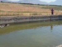 Domuz Avcısı Bu Sefer Hayat Kurtardı