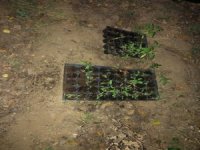 Beydağ’da 550 Kök Kenevir Ele Geçirildi