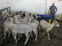 Üniversitenin Kurbanlıkları Belirlendi