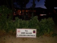 İzmir’de 3 Bin 574 Kök Hint Keneviri Ele Geçirildi