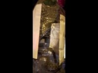 Apartman Dairesinin Balkonuna Çıkan Yılan Paniğe Neden Oldu