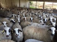 Adü Ziraat Fakültesi Kurbanlık Satışları Başladı