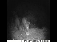 Afrika Oklu Kirpisi Uşak’ta Görüntülendi