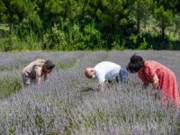 Seferihisar’da Lavanta Hasadı Heyecanı