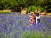 Muğla’nın ‘Mor’ Tarlalarına Ziyaretçi Akını