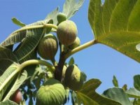 İncir Bahçelerinde Kırmızı Örümcek Mücadelesi Sürüyor