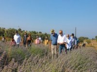 Didim’de Sezonun İlk Lavanta Hasadı Yapıldı