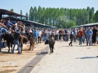 Kurban Pazarında Hareketli Anlar Yaşandı