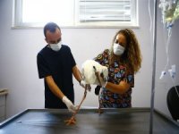 Denizli’de 3 Leylek Elektrik Akımına Kapılarak Yaralandı