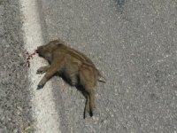 Karayoluna Çıkan İki Yavru Domuz Telef Oldu