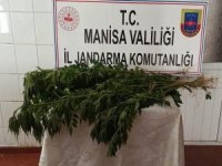 Ormanlık Alanları Kenevir Tarlasına Çevirdiler