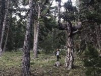 Şifa Kaynağı Kekik Otu Hasadı Akdağ Yaylalarında Başladı