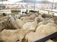 Aydın’da Kurban Satışı Ve Kesimine Korona Virüs Ayarı