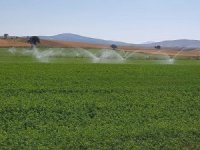 Aslanapa’da Yonca Üretiminde Bir İlk