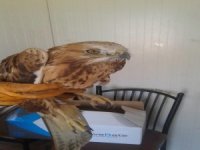 Şantiye Alanında Bulunan Bitkin Haldeki Şahin Koruma Altına Alındı