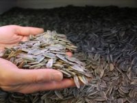 “Dünya’da Çinliler’den Sonra En Çok Türkler Çitliyor”