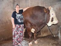 Kapılardan Geçemeyen Bin 400 Kilogramlık Boğa Satışta