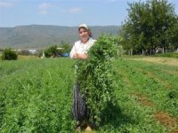 Hibe Desteği İle Aile Bütçesine Katkı Sunmaya Başladı