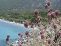 Kıyı Sarımsakları Körfez’e Renk Kattı