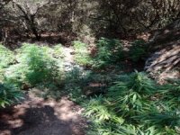 İzmir’in 4 İlçesinde Uyuşturucu Operasyonu: 4 Gözaltı