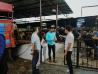 Dalama Hayvan Pazarı’nda Pandemi Tedbirleri Sürüyor