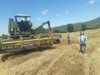 Simav’da Hububat Hasadı Başladı