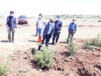 Altıntaş’ta 251 Şehit İçin 251 Fidan Dikildi